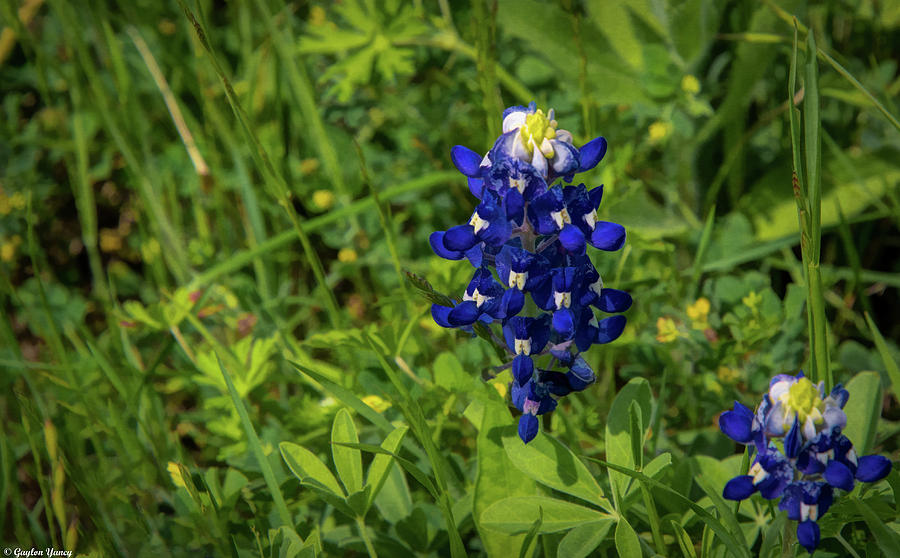 Texas Bluebonnet by Gaylon Yancy Texas Bluebonnet by Gaylon Yancy