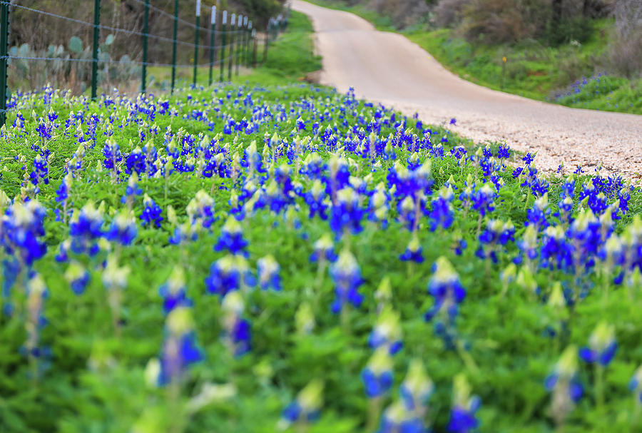 Texas Bluebonnet Road by Dan Sproul Texas Bluebonnet Road by Dan Sproul