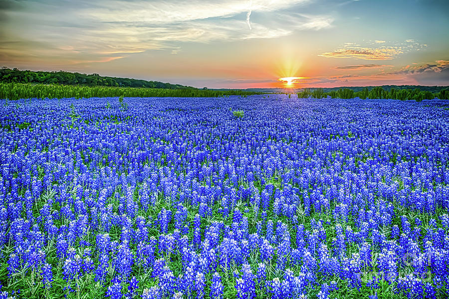 Texas Bluebonnet Vista - Pictures of Bluebonnets Images Photograph by Bee  Creek Photography - Tod and Cynthia