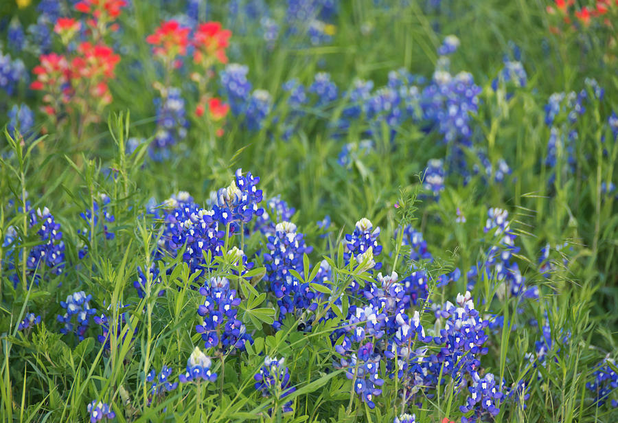 Texas Bluebonnets 5 Photograph by Andrea Anderegg