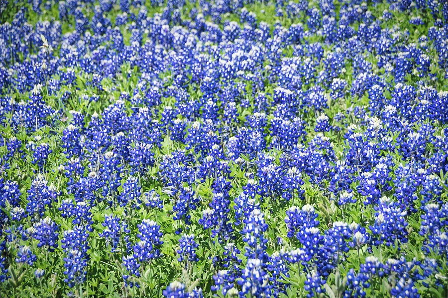 Texas Bluebonnets 7 Photograph by Andrea Anderegg