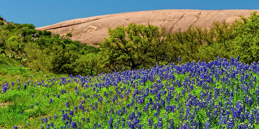 Texas Bluebonnets and Enchanted Rock 2016 by Greg Reed Texas Bluebonnets and Enchanted Rock 2016 by Greg Reed