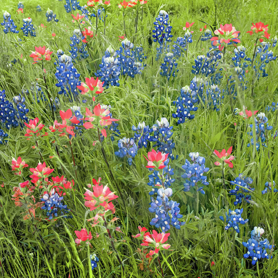 America Photograph - Texas Bluebonnets and Indian Paintbrush - Ennis Bluebonnet Trail by Gregory Ballos