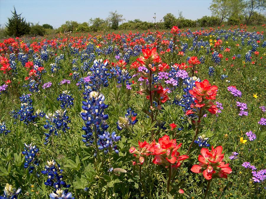 Very Colorful Texas Bluebonnets and Indian Paintbrush Photograph by ...