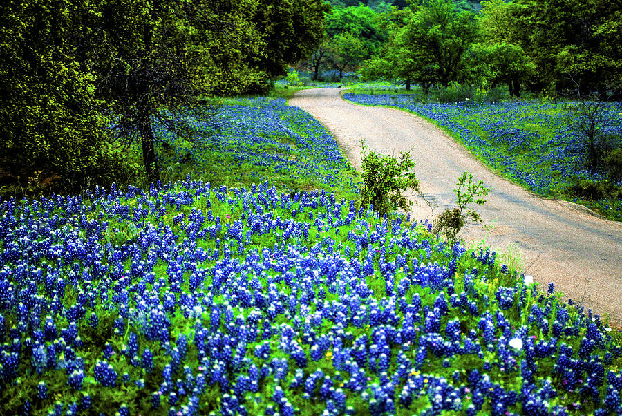 Texas bluebonnets asphalt road Photograph by Daniel Richards - Fine Art ...