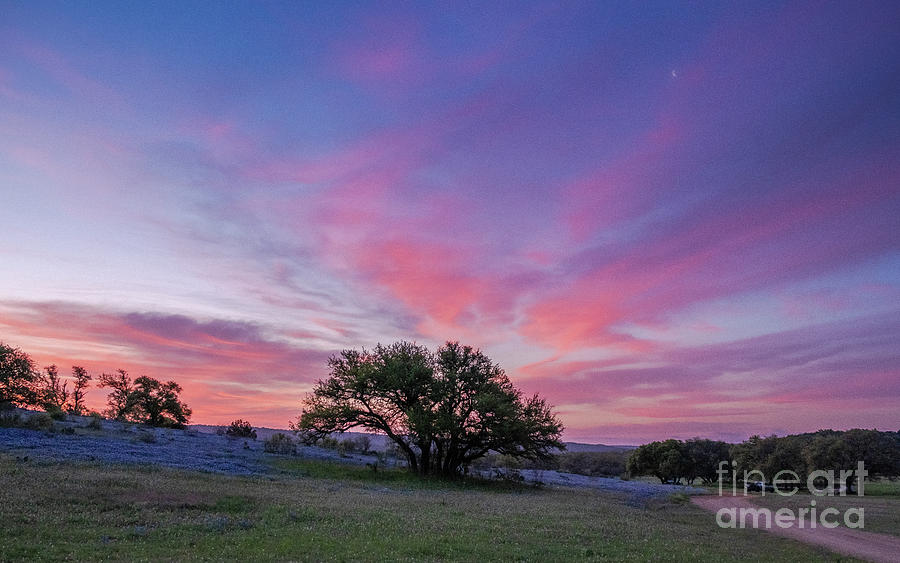 Texas Bluebonnets at Sunrise - Cottoncandy Sky by Kanokwalee Pusitanun Texas Bluebonnets at Sunrise - Cottoncandy Sky by Kanokwalee Pusitanun