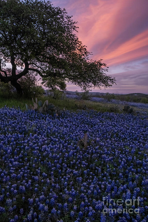 Texas Bluebonnets at Sunrise - vertical by Kanokwalee Pusitanun Texas Bluebonnets at Sunrise - vertical by Kanokwalee Pusitanun