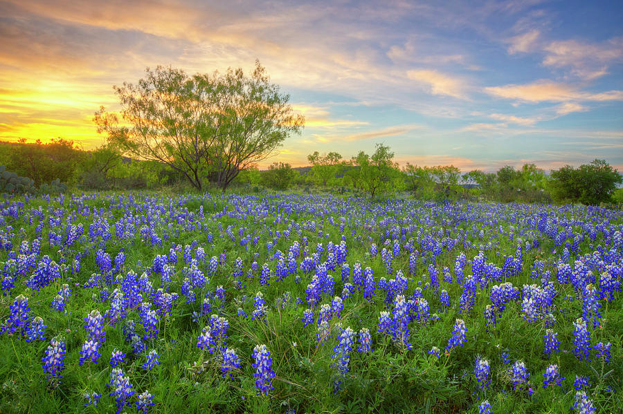 Texas Bluebonnets at Sunset 410-2 Photograph by Rob Greebon