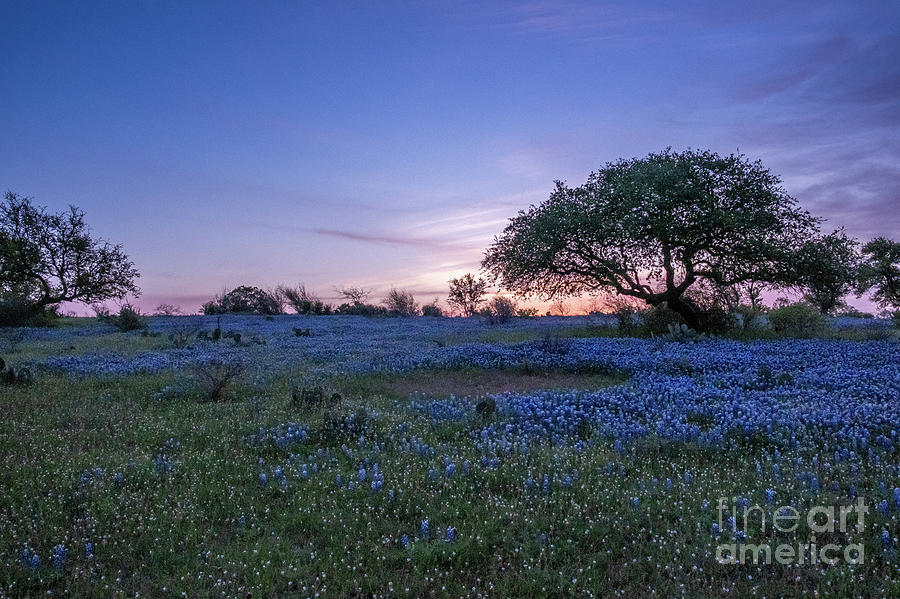 Texas Bluebonnets Blue Sunrise by Kanokwalee Pusitanun Texas Bluebonnets Blue Sunrise by Kanokwalee Pusitanun