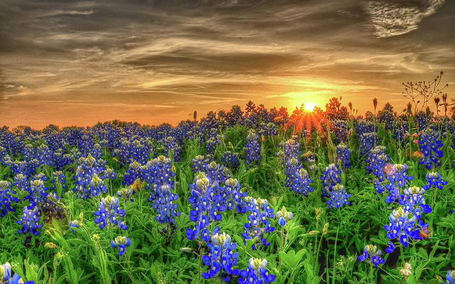 Texas Bluebonnets In Field Photograph by Ronnie Wiggin
