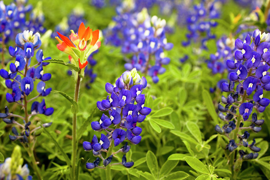 Texas Bluebonnets In Spring Meadow Photograph by Fstop123