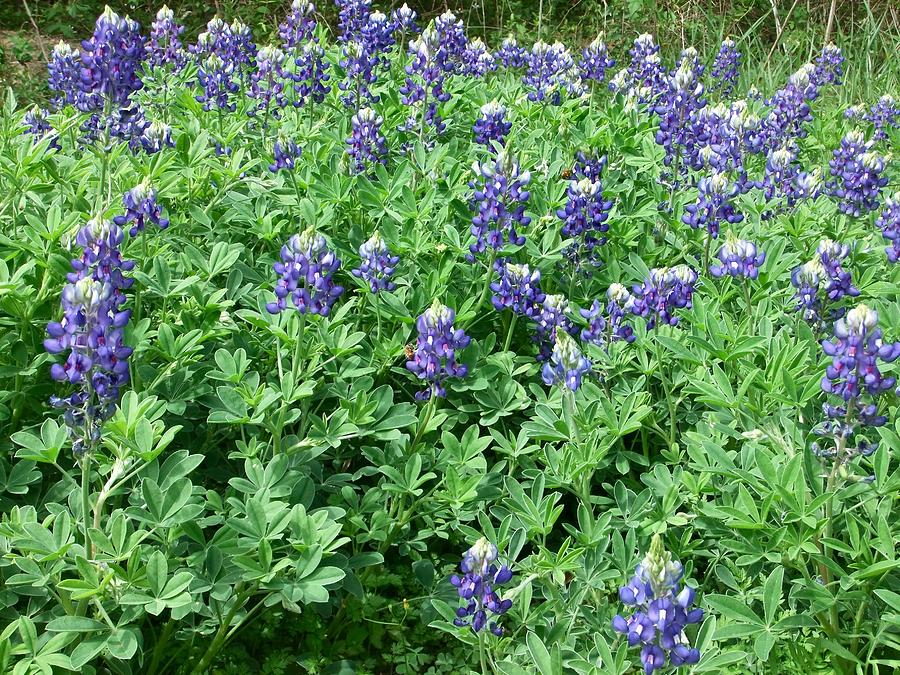 Texas Bluebonnets Photograph by Kathy Chism