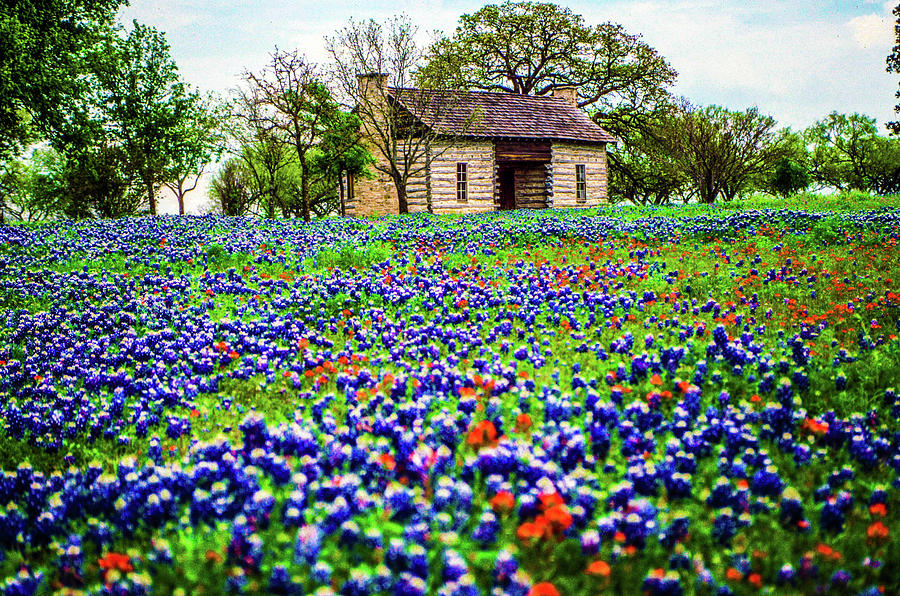 Texas bluebonnets paintbrush log cabin Photograph by Daniel Richards ...