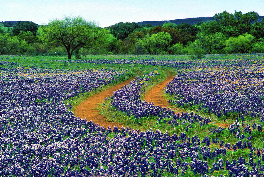 Texas bluebonnets road in middle Photograph by Daniel Richards - Pixels