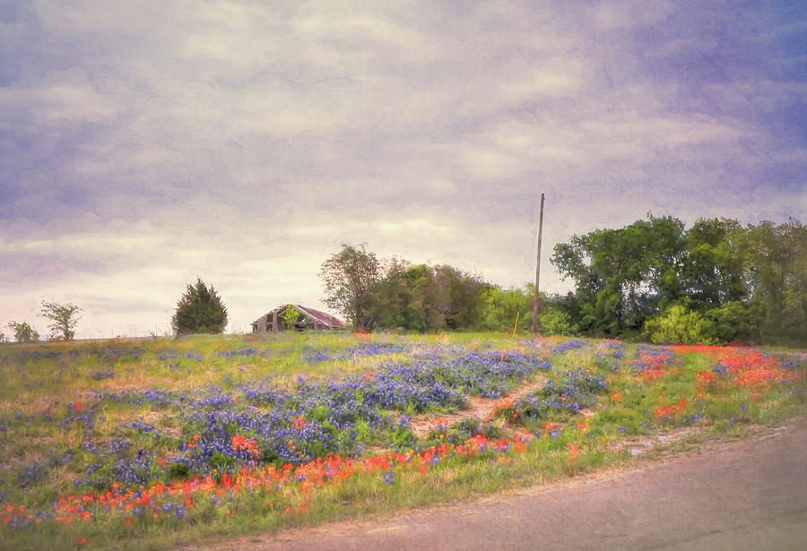 Texas Bluebonnets Textured  Photograph by Andrea Anderegg
