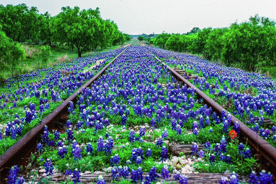 Texas bluebonnets train tracks Photograph by Daniel Richards