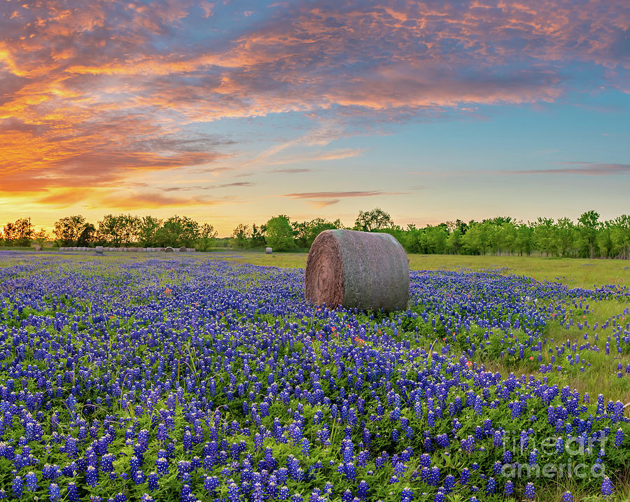 Texas Bluebonnets with Haybales at Sunset Photograph by Bee Creek Photography - Tod and Cynthia
