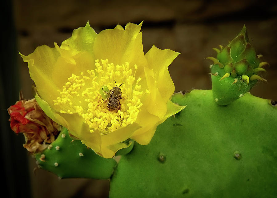 Texas Cactus Bloom With Bee Photograph by Harriet Feagin