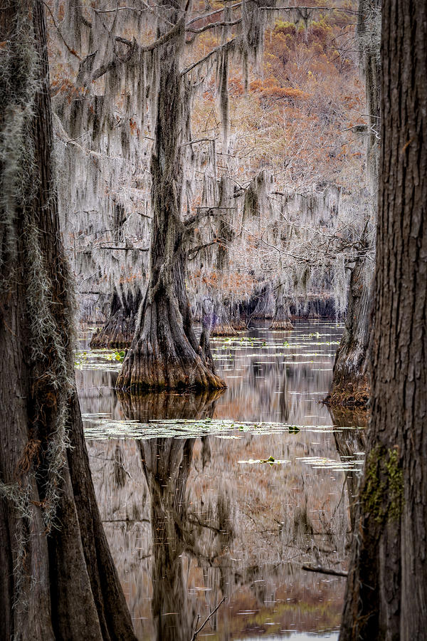 Texas, Caddo Lake-70390 Photograph by Raimondo Restelli - Fine Art America