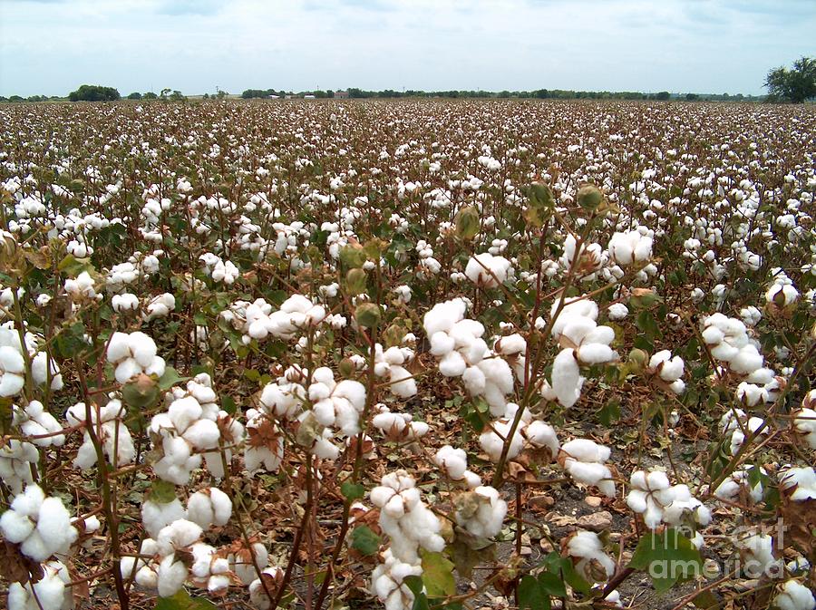 Texas Cottonfield Ready For Harvest Photograph by Joney Jackson