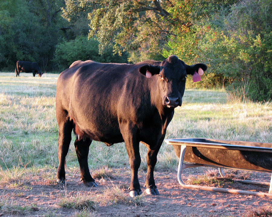 Curious Texas Cow Photograph by Connie Fox