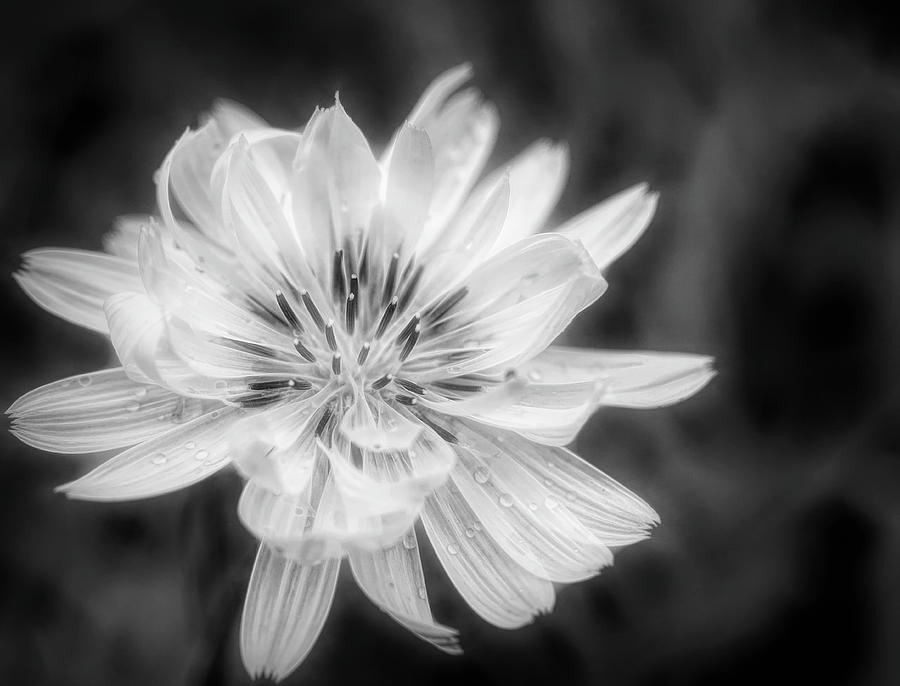 Texas Dandelion Black and White Photograph by Judy Vincent