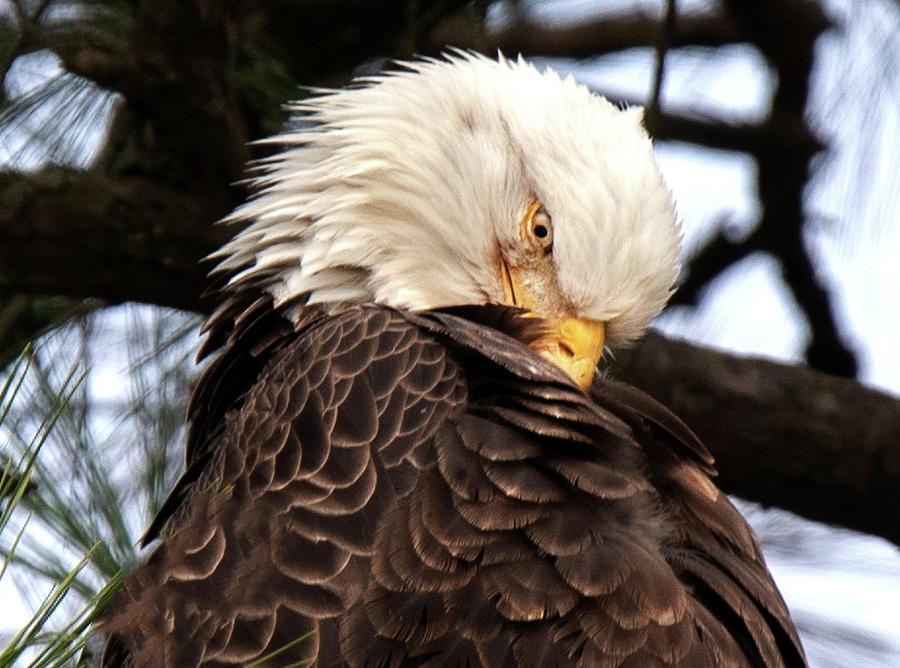 Texas Eagle Photograph by Beth Moses - Pixels