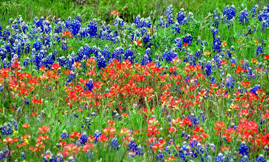 Texas Famous Wildflowers Photograph by Amy Hosp