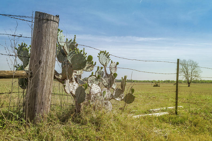 Texas Fence With Cactus Photograph by Carol Wood