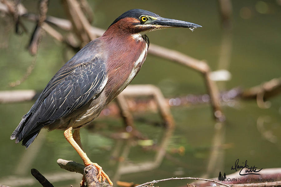 Texas Green Heron Photograph by David Cutts