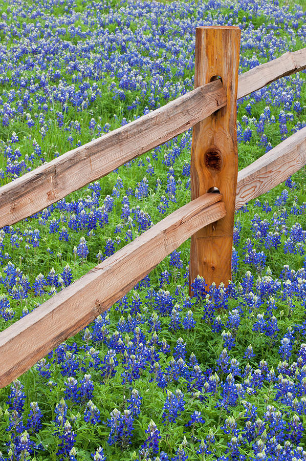 Texas Hill Country And Bluebonnets In Photograph by Ed Reschke