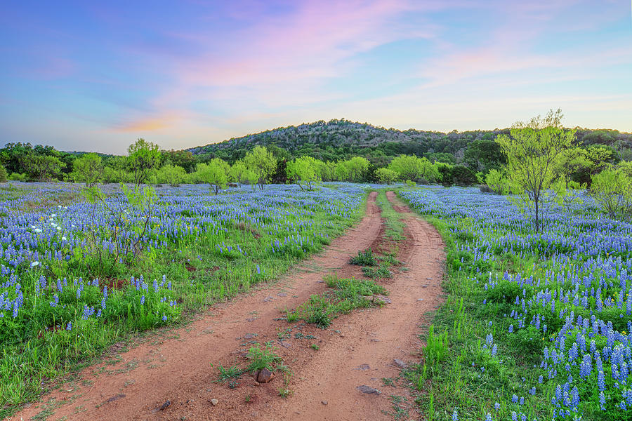 Texas Hill Country Bluebonnet Backroad 11 Photograph by Rob Greebon