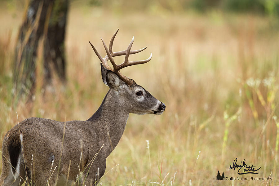 Texas Hill Country Buck by David Cutts Texas Hill Country Buck by David Cutts