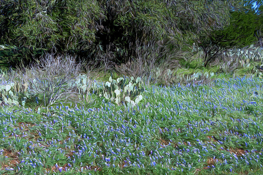 Texas Hill Country Spring Photograph by Debra Martz
