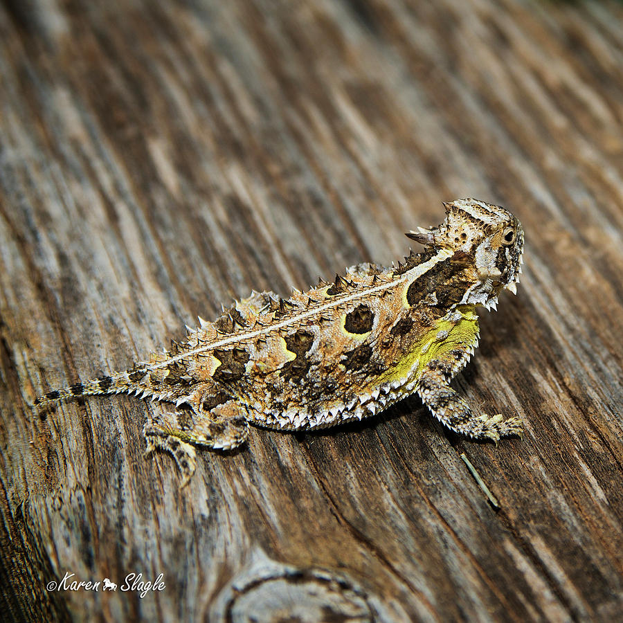 Texas Horned Lizard Photograph by Karen Slagle