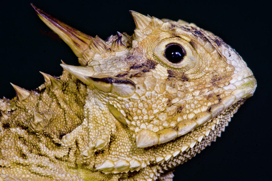 Texas Horned Lizard Phrynosoma Cornutum Photograph By Dante Fenolio ...