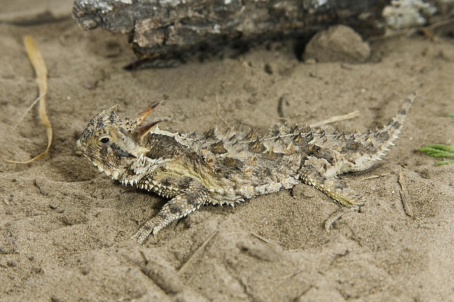 Texas Horned Lizard, Phrynosoma Cornutum Photograph by James Zipp