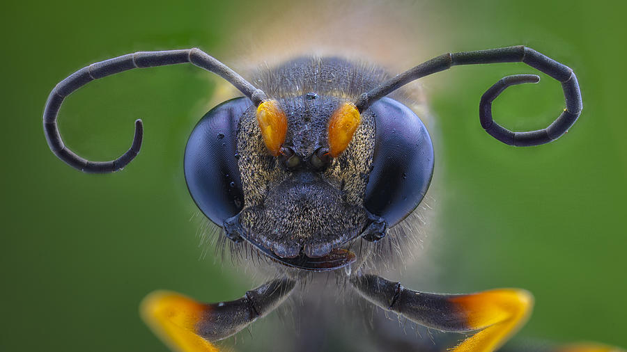 Texas Hornet Photograph by Michael Zheng - Fine Art America