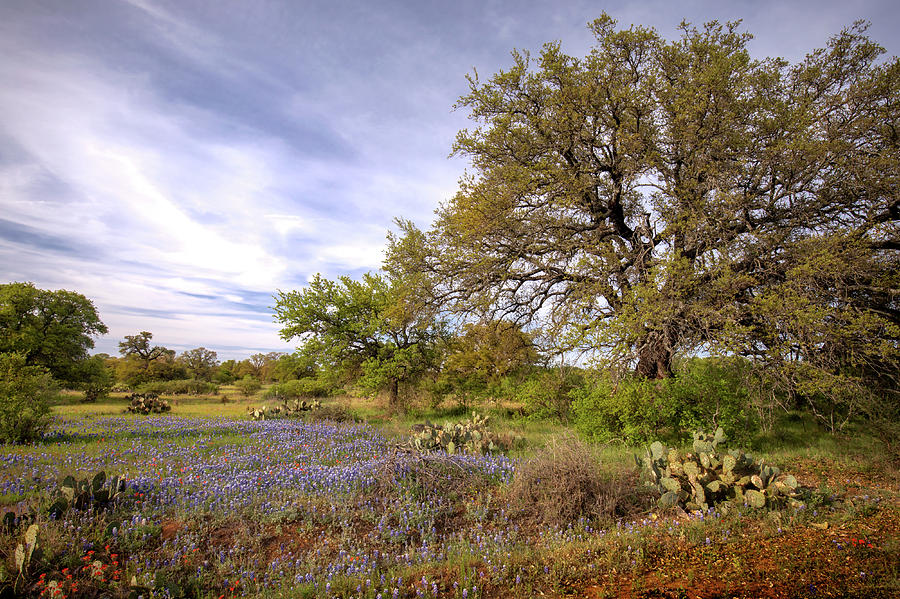 Texas Landscape  Photograph by Harriet Feagin