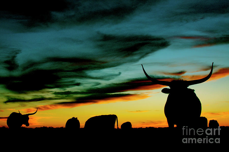 Texas Longhorn Photograph by See It In Texas