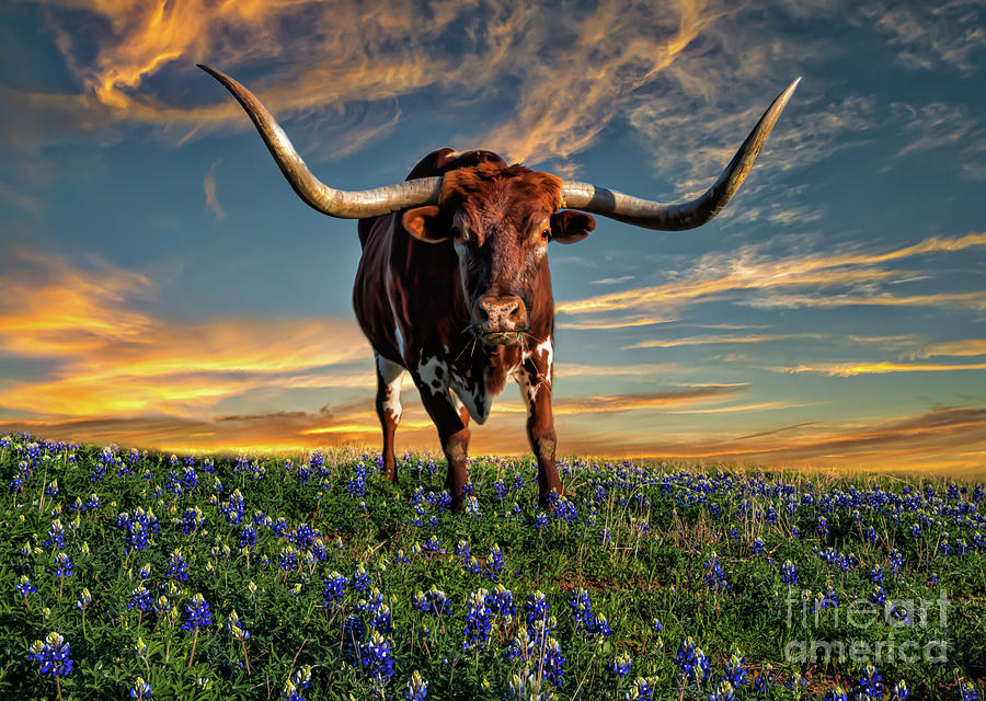 Texas Longhorn at Sunset Photograph by Bee Creek Photography - Tod and ...