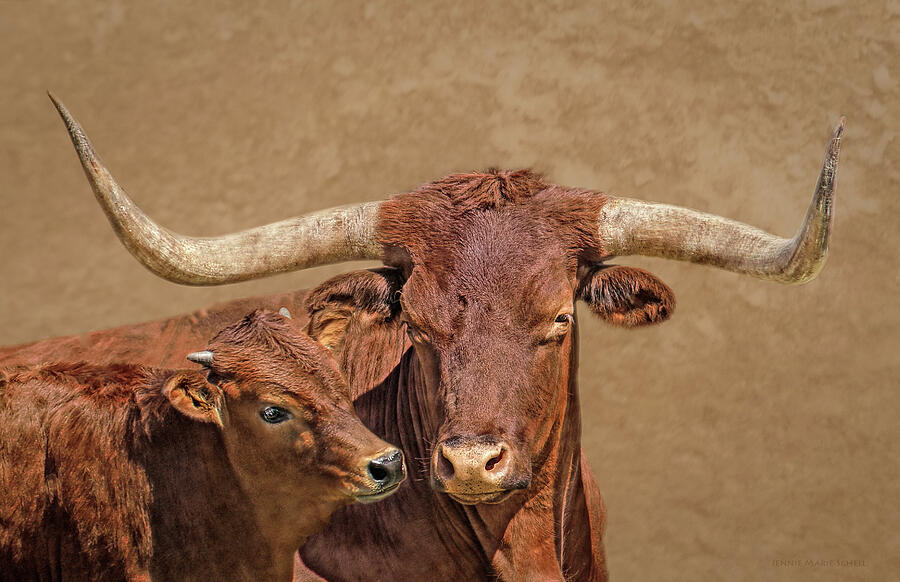 Texas Longhorn Bull and Calf Photograph by Jennie Marie Schell