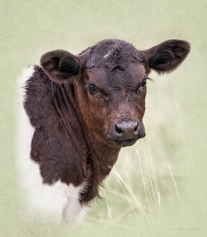 Texas Longhorn Calf Portrait Photograph by Jennie Marie Schell
