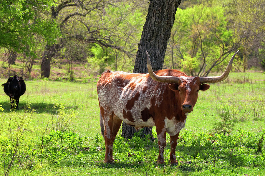 Texas Longhorn Cattle In Field On A Photograph by Nkbimages