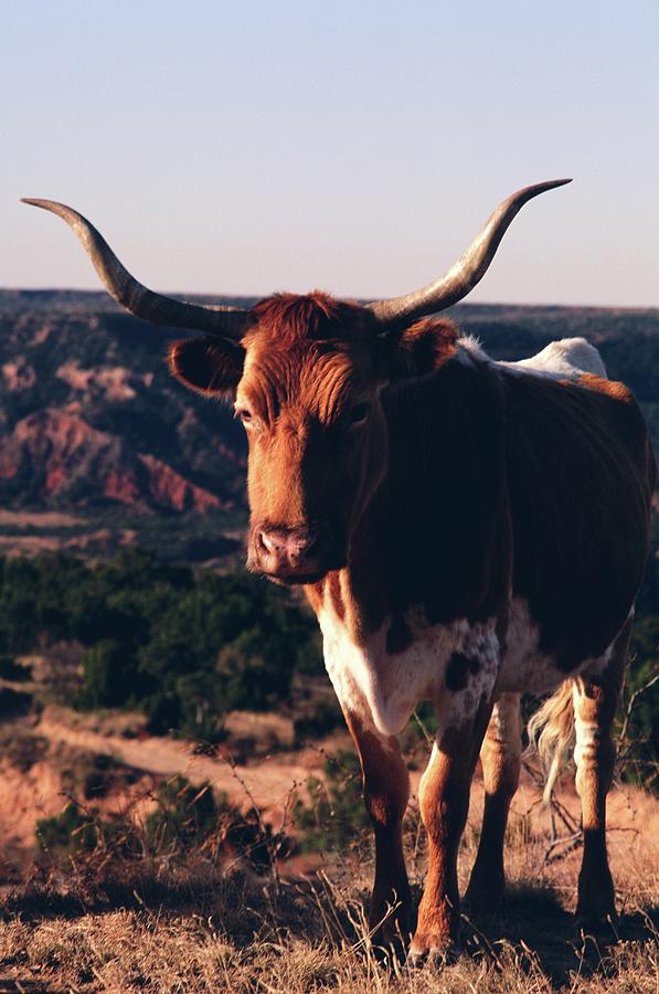 Texas Longhorn Cow At Palo Duro Canyon Photograph by Dreampictures