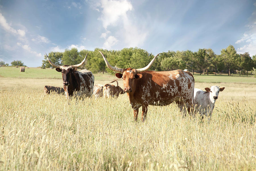 Texas Longhorn Herd In Field Photograph by Codyphotography