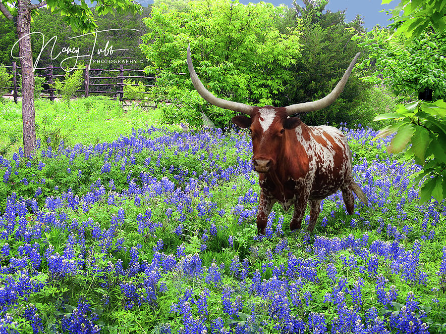 Texas Longhorn in Bluebonnets Photograph by Nancy Tubb - Fine Art America