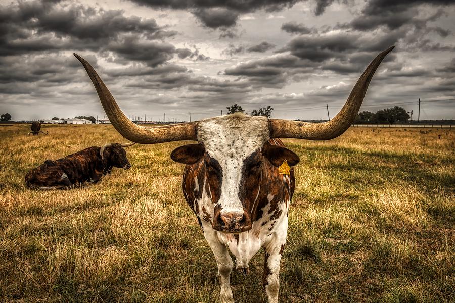Cow Photograph - Texas Longhorn by Mountain Dreams