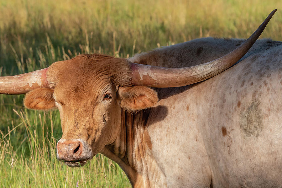 Texas Longhorn Photograph by Ron Dubreuil