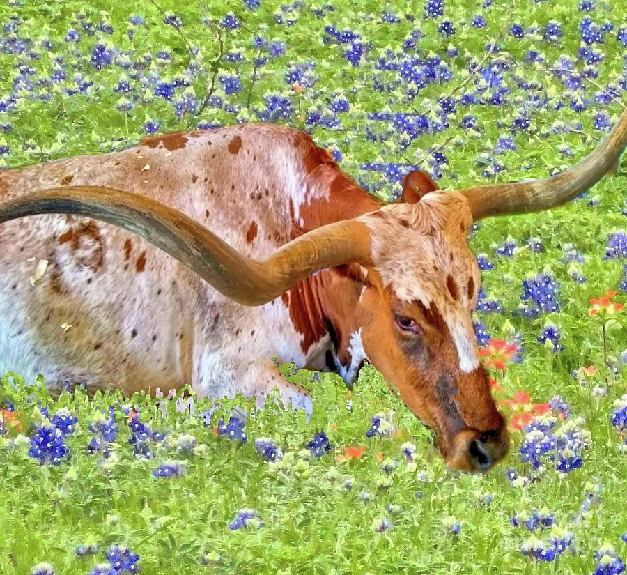Texas Longhorns in the Bluebonnets Photograph by Janette Boyd